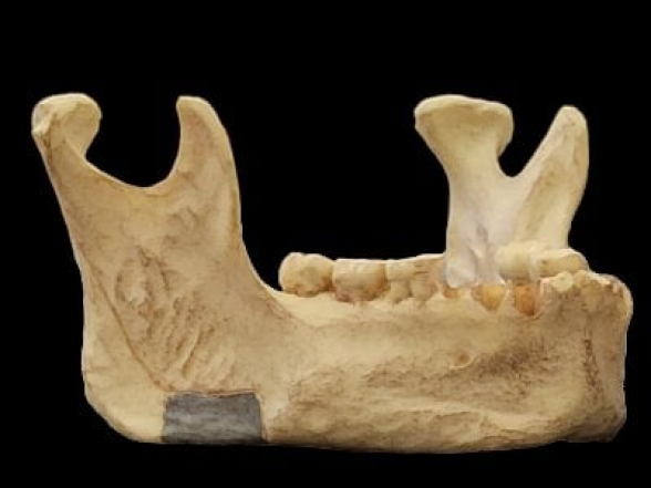 Հայտնաբերվել է Եվրոպայում Homo sapiens-ի ամենահին վկայությունը